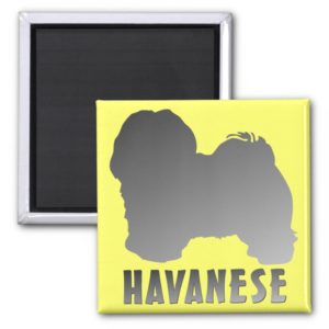 Havanese Magnet