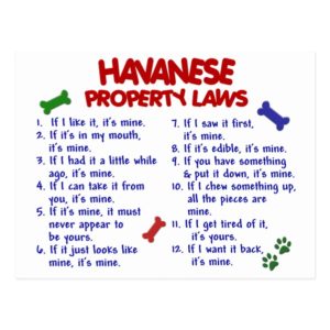 HAVANESE Property Laws 2 Postcard