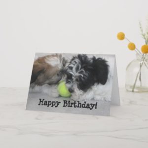 Havanese Puppies Happy Birthday Card