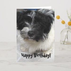 Havanese Puppy Birthday Card