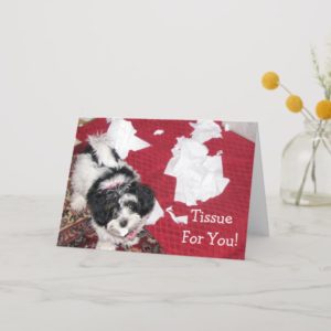 Havanese puppy - Get Well Card - Tissue For You!