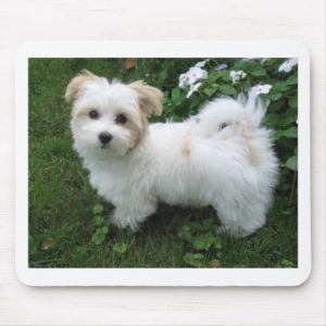 Havanese Puppy in the Garden Mouse Pad