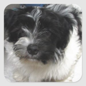 Havanese Rescue Puppy black and white Square Sticker