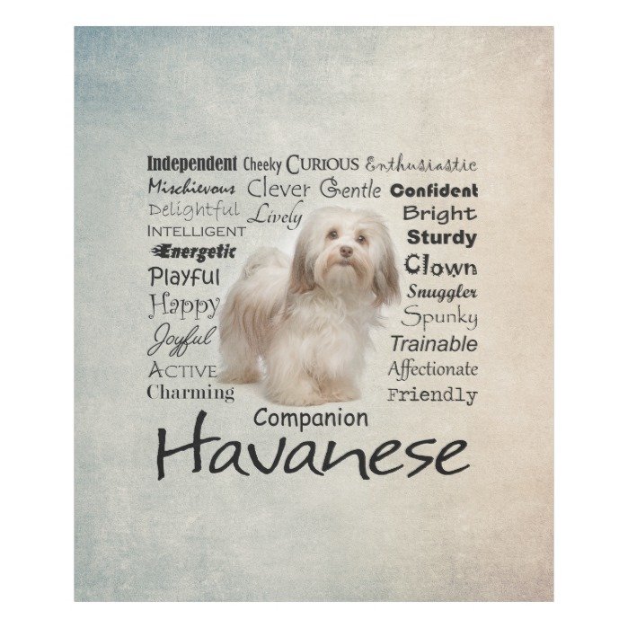 Havanese Traits Fleece Blanket