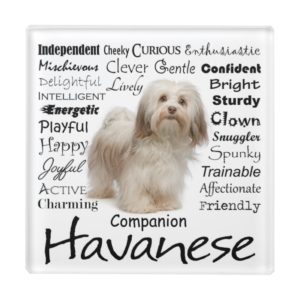 Havanese Traits Glass Coaster