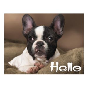 Hello Boston Terrier Puppy Dog Thinking of You Postcard