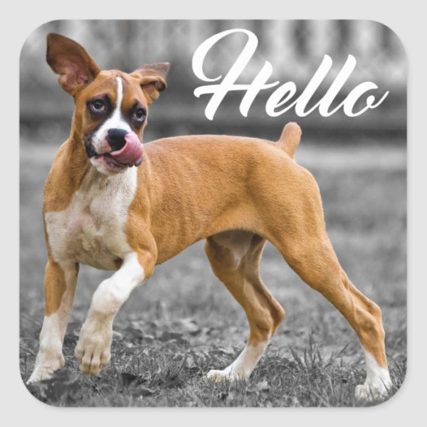 Hello Boxer Puppy Dog Greeting Square Sticker