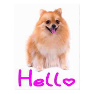 Hello Pomeranian Puppy Dog Blank Post Card