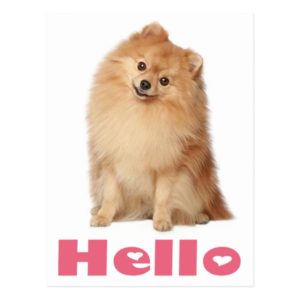 Hello Pomeranian Puppy Dog Blank Post Card