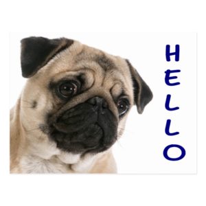 Hello Pug Puppy Dog Greeting Postcard