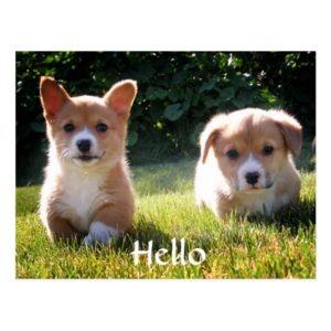 Hello Welsh Pembroke Corgi Puppy Dog Postcard