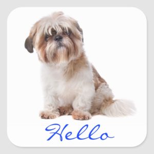 Hello White Shih Tzu Puppy Dog Greeting Stickers