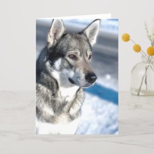 Husky in Snow Greeting Card
