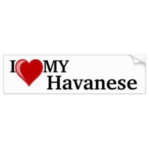 I Love (Heart) My Havanese Dog Bumper Sticker