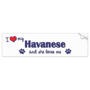 I Love My Havanese (Female Dog) Bumper Sticker