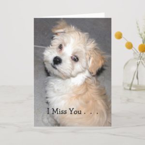 I Miss You . - Havanese puppy Card