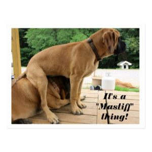 It's A "Mastiff" thing! silly English Mastiff dogs Postcard
