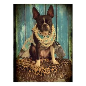 Ivy the Boston Terrier Postcard