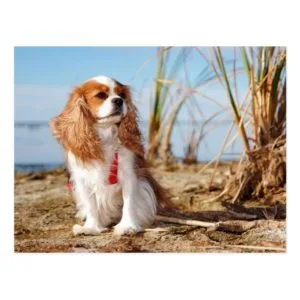 Joey Beach Cavalier Spaniel Postcard