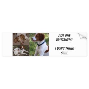 Just ONE Brittany?!?I don't think so!!! Bumper Sticker