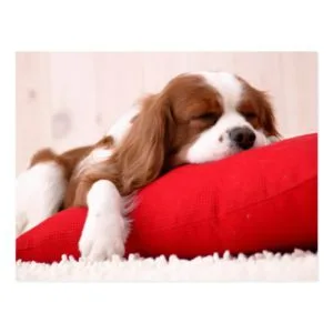 King Charles Cavalier Spaniel Custom Postcard
