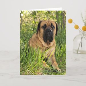 Large English Mastiff Dog - birthday wishes Card