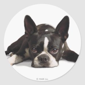 Lazy Boston Terrier Classic Round Sticker