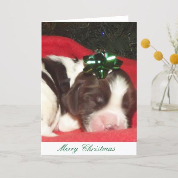 Liver and white sleeping English Springer Spaniel Holiday Card