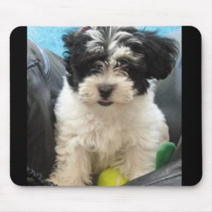 Lola A Rescued Havanese puppy Mouse Pad