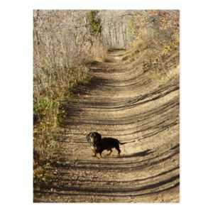 Louie the Dachshund Walking in the Autumn Postcard