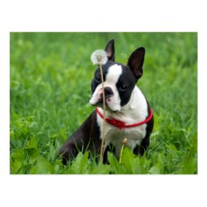 Love Boston Terrier Puppy Dog Thinking of You Postcard