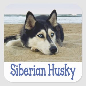 Love Siberian Husky Puppy Dog Greeting Stickers