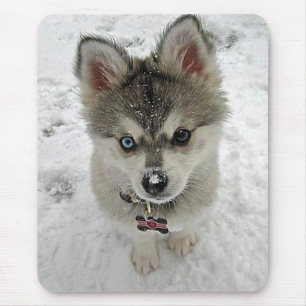 Love Siberian Husky Puppy Dog In Snow Mousepad