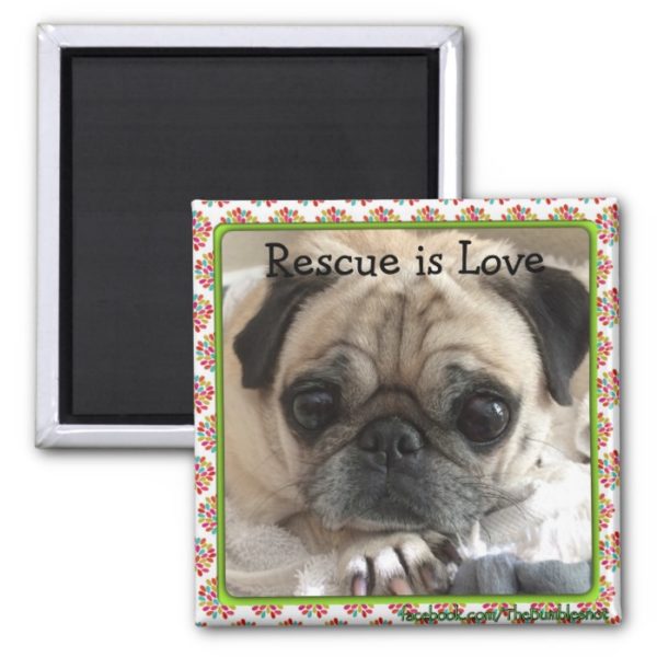 Magnet/The Itsy Pug: Rescue is Love Magnet