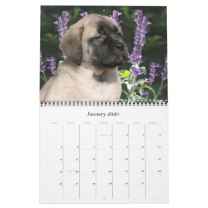 Mastiff Puppies Calendar