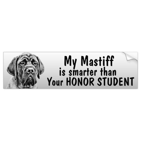 Mastiff smarter than your honor student - funny bumper sticker