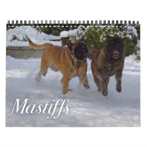 Mastiffs Calendar