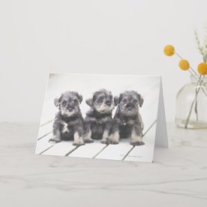 Miniature Schnauzer Puppies Card
