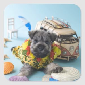 Miniature Schnauzer Puppy and Summer Vacation Square Sticker