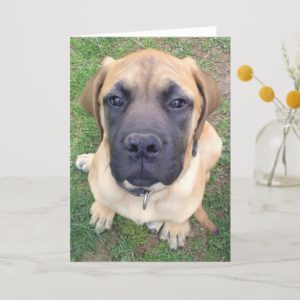 Miss You- cute English Mastiff dog photo Card