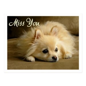 Miss You Pomeranian Puppy Dog Greeting Postcard