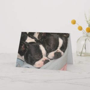 Mother and child puppy Note Card Boston Terrier