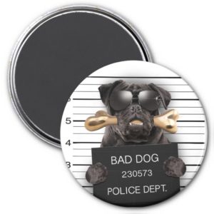 Mugshot dog,funny pug,pug magnet