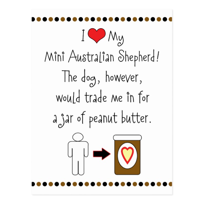 My Mini Australian Shepherd Loves Peanut Butter Postcard