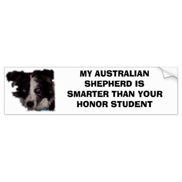 Niobe CO, MY AUSTRALIAN SHEPHERD IS SMARTER THA... Bumper Sticker
