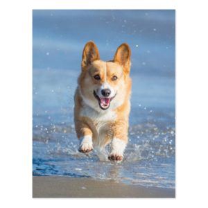 Pembroke Welsh Corgi Dog Running On The Beach Postcard