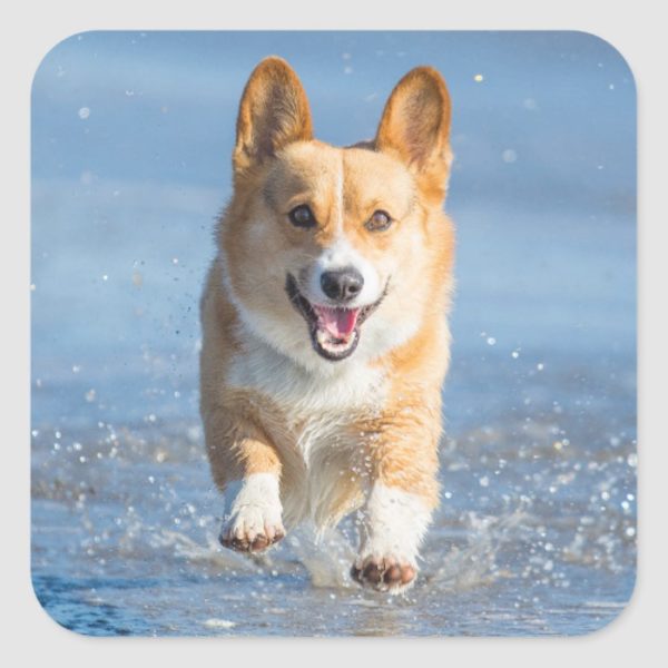 Pembroke Welsh Corgi Dog Running On The Beach Square Sticker