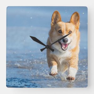 Pembroke Welsh Corgi Dog Running On The Beach Square Wall Clock