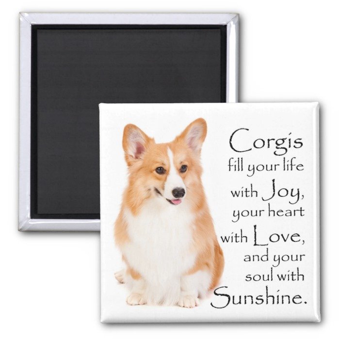 Pembroke Welsh Corgi Magnet #1