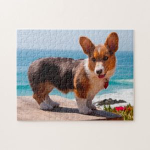 Pembroke Welsh Corgi puppy standing on table Jigsaw Puzzle